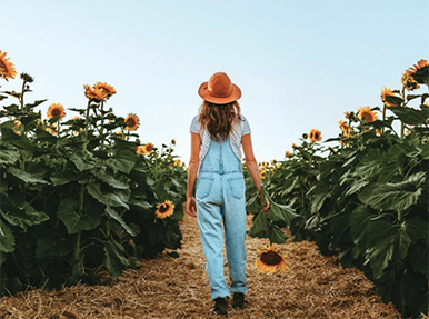 A person walking in a field of sunflowers